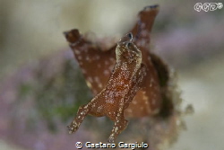 super small aplysia detail (105+1.4x+10subsee) resting on... by Gaetano Gargiulo 